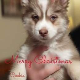 Cookie - Girl - Pomsky puppy in Michigan from Southwest Michigan Pomskies