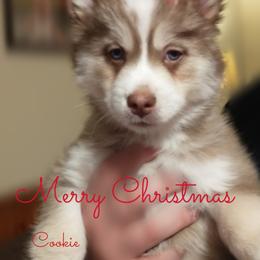 Cookie - Girl - Pomsky puppy in Michigan from Southwest Michigan Pomskies