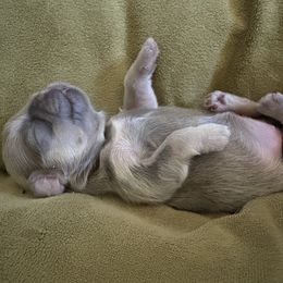 AKC-ASHLYN - Chocolate and tan female Shih Tzu puppy in Escondido, California from Becca's Shih Tzus