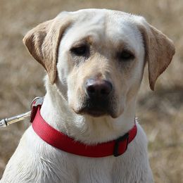 Labrador Retrievers from Copper View Farm- Labs