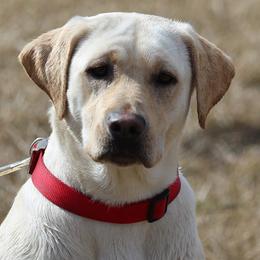 Labrador Retrievers from Copper View Farm- Labs