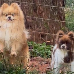 Pomeranian puppies from A&J Cutie Pawtooties