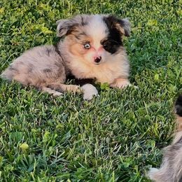 Toy Australian Shepherd Puppies from A&W Toy Aussies & Corgis