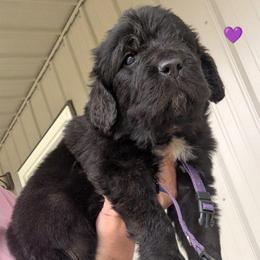 Newfoundland Female 3 - Black female Newfoundland puppy in Burfordville, Missouri from Umfleet Farms