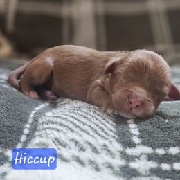 Hiccup - Blue Collar - Red male Cavapoo puppy in Mocksville, North Carolina from Hunting Creek Farm & Kennel