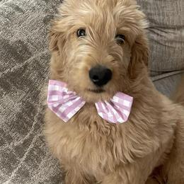 Cocker Spaniels, Goldendoodles, Golden Retrievers, and Poodles from Elliott's Elite Puppies