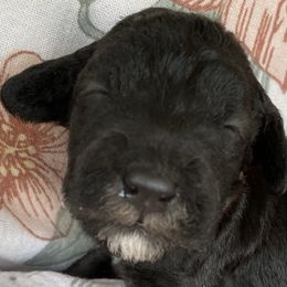 Girl 3 - Blue Bedlington Terrier puppy in Albuquerque, New Mexico from Windslore Bedlington Terriers