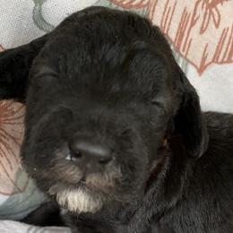 Girl 3 - Blue Bedlington Terrier puppy in Albuquerque, New Mexico from Windslore Bedlington Terriers