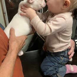 Boston Terrier, Companion Cross, and French Bulldog Puppies from High Plains French Bulldogs,Boston Terriers and Frenchtons.