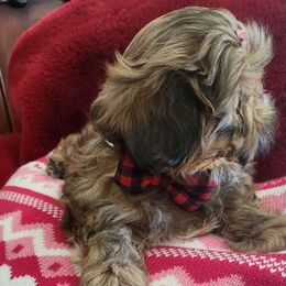 Boy 3 - Black gold and white Shih Tzu puppy in Florida from 1st Passion Shih Tzus