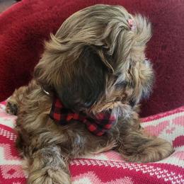 Boy 3 - Black gold and white Shih Tzu puppy in Florida from 1st Passion Shih Tzus