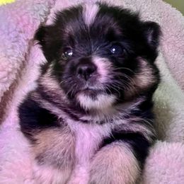 Aradia - Black and white female Pomsky puppy in Avoca, Michigan from Repurposed Paradise Farm