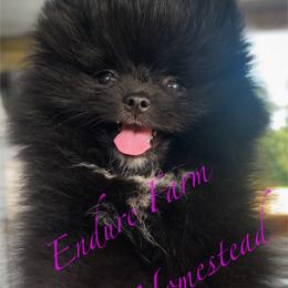Pomeranian Puppies from Endure Farm & Homestead