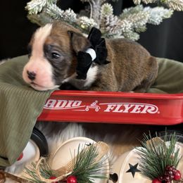 Kaid - Brindle male Boxer puppy in Ocala, Florida from Bowers Boxers