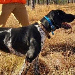 English Cocker Spaniels and German Shorthaired Pointers from Chapman Bird Dogs
