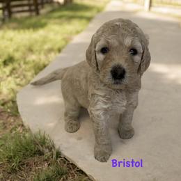 Bristol - Apricot female Goldendoodle puppy in Sanderson, Florida from Serenity Goldendoodles
