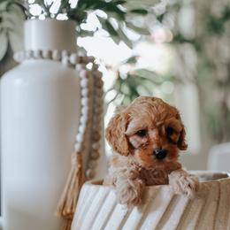Pink Girl Cavapoo - Apricot female Cavapoo puppy in Mckinney, Texas from Doodles of North Tx