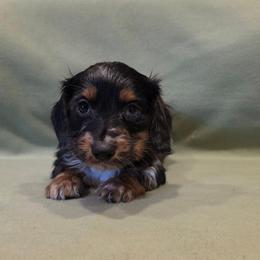 Khloe - Dapple female Dachshund puppy in Tower City, Pennsylvania from Stoney Mountain Mini Doxies