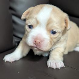 Opal - Cream and white female Chihuahua puppy in Casper, Wyoming from Coffey Chihuahua Café