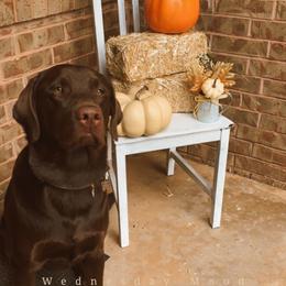 Dilute Retriever and Labrador Retriever Puppies from CKB Labradors