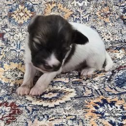 Merlot - Red white and sable male Papillon puppy in Hollister, Missouri from Swan Creek Kennel