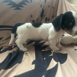 Sammie - Piebald female Dachshund puppy in Sallisaw, Oklahoma from Wild West Dachshunds