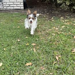 Yorkshire Terrier Puppies from Whispering Willows Kennels
