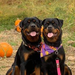 Rottweiler Puppies from Black Jade Rottweilers