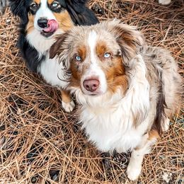 Miniature American Shepherd and Miniature Australian Shepherd Puppies from Whiskeytown Aussies