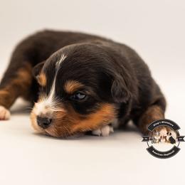 Black Tri Male - Black tri male Miniature American Shepherd puppy in Tonopah, Arizona from King's Miniature American Shepherds