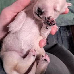 Clear cream boy - Cream male Dachshund puppy in Springdale, Washington from TNT MINI DACHSHUNDS