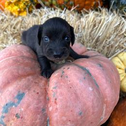 Honor - Dapple male Dachshund puppy in Hermiston, Oregon from The Wanderin’ Doxie