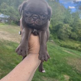 Girl 4 - Black female Pug puppy in Belmont, New Hampshire from Crazy Pugs Haven