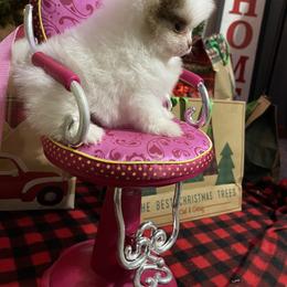 Pomeranian Puppies from FAITHOPELOVE POMS KENNELS