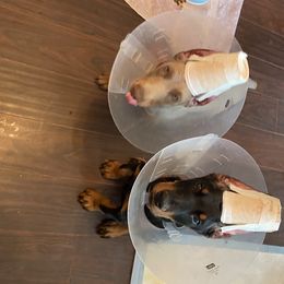Beagle and Doberman Pinscher Puppies from Daisy Mountain Beagles