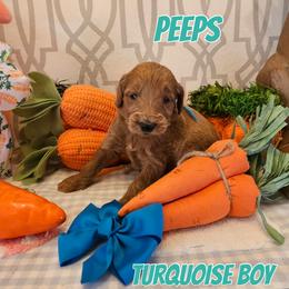 Peeps - Red  male Goldendoodle puppy in Haughton, Louisiana from Bailey’s Cajun Canines