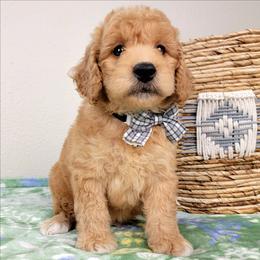 Churro - Apricot male Goldendoodle puppy in Temecula, California from Oodles O'Doodles