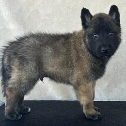 Purple-Shown at 5.5 weeks old - Fawn male Belgian Malinois puppy in Golden Valley, Arizona from Desert Wind Kennels