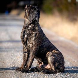 Fats - Cane Corso