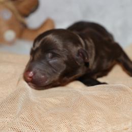 Fudgemallow - Phantom male Bernedoodle puppy in Ohio from Moore Doodles