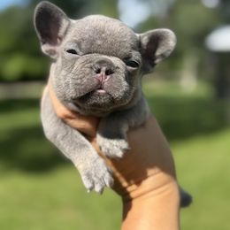 Lilac Boy 1 - Blue male French Bulldog puppy in Pinehurst, Texas from Frenchies A La Mode
