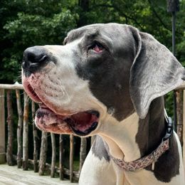 NIETZCHE - Great Dane