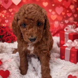 Harry Potter - Apricot male Poodle puppy in Godley, Texas from Godley Designer Doodles