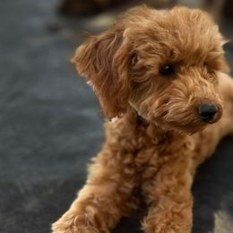 Jet - Poodle