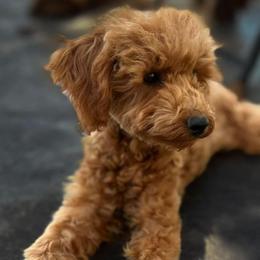 Jet - Poodle
