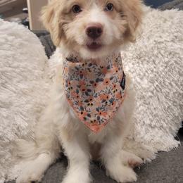 Aussiedoodle, Bernedoodle, and Goldendoodle Puppies from Johnson's Doodles