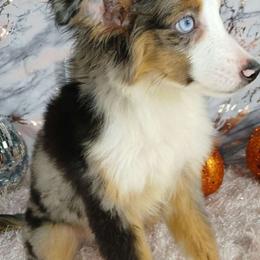 Max - Toy Australian Shepherd puppy from Southpaw Herders LLC