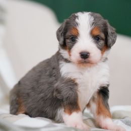 Lilac - Merle female Bernedoodle puppy in Dundee, Ohio from Down Home Doodle