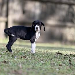 Ginny Weasley - Mantle female Great Dane puppy in Montgomery, Texas from KD Sweet Southern Danes