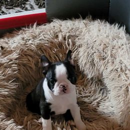 Boston Terrier Puppies from Tre Run Bostons